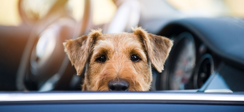 Основные правила и товары для перевозки собак в автомобиле