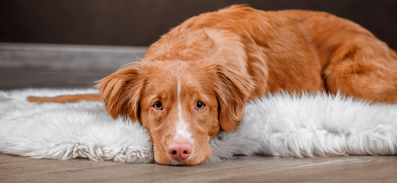 Заболевания желудочно-кишечного тракта у собак и кошек