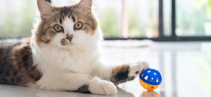 Интерактивные игрушки для кошек: что выбрать