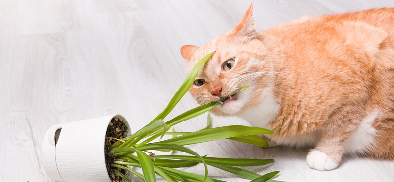 какие комнатные растения опасны для кошек