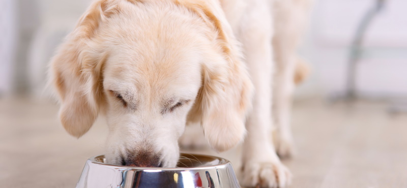 Как подобрать правильную замену внутри лечебных кормов ROYAL CANIN® для собак