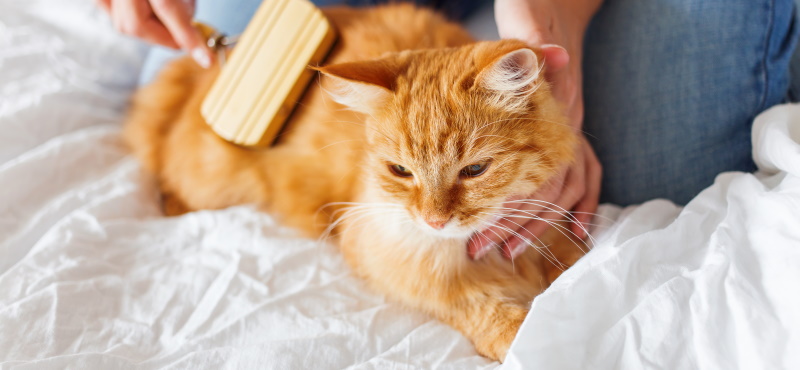 Кот сильно линяет: почему, как долго и что делать если у кошки выпадает  шерсть