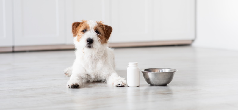 Витаминные комплексы для собак
