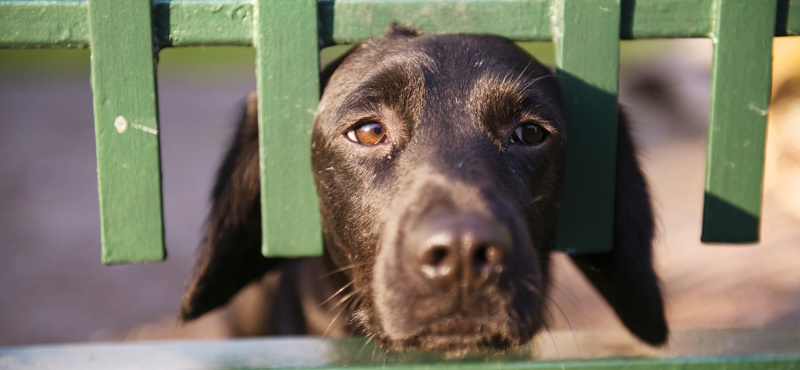 Будки для собак: каких видов бывают, выбор и особенности размещения