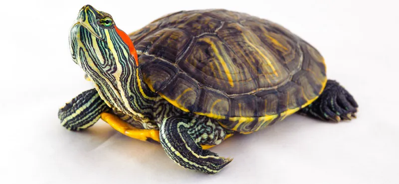 Что нужно знать о красноухой черепахе?