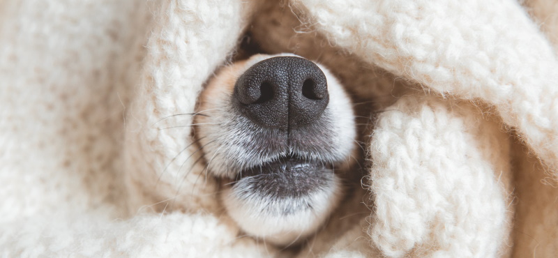 Температурный режим у собаки - когда питомцу жарко и холодно
