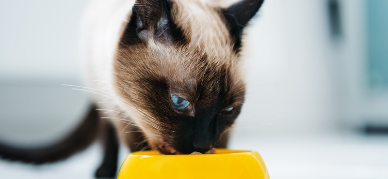 Правильное питание - залог долгой и счастливой жизни кошки