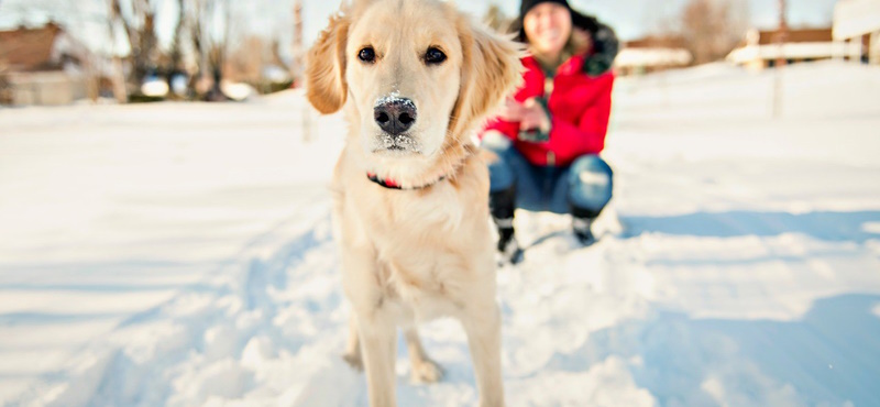 Как лучше выгуливать собаку зимой?