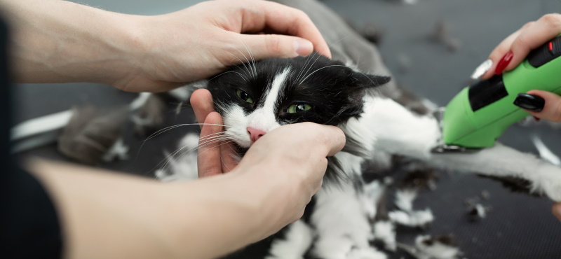 Как подстричь кошку
