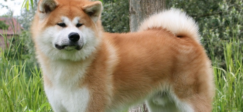 Порода собак хатико символ японии