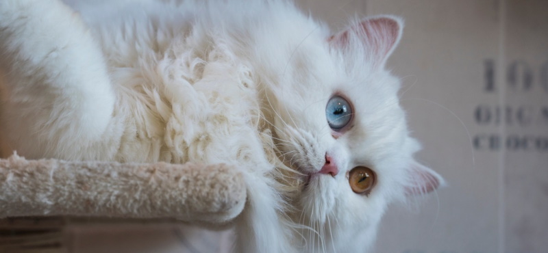 Персидская кошка: характер и описание породы