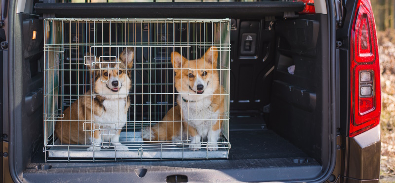 «Выпусти меня!» Использование клеток для собак: хорошо ли это?