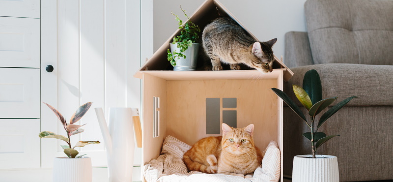 Как содержать несколько кошек вместе в одной квартире