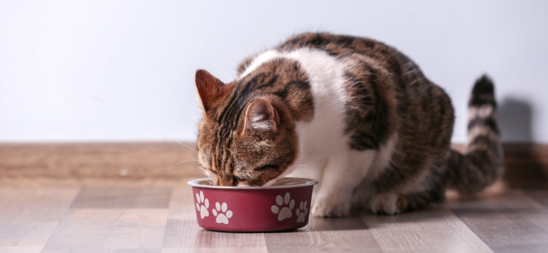 Правильное питание - залог долгой и счастливой жизни кошки