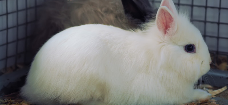 Обзор кроликов для содержания дома
