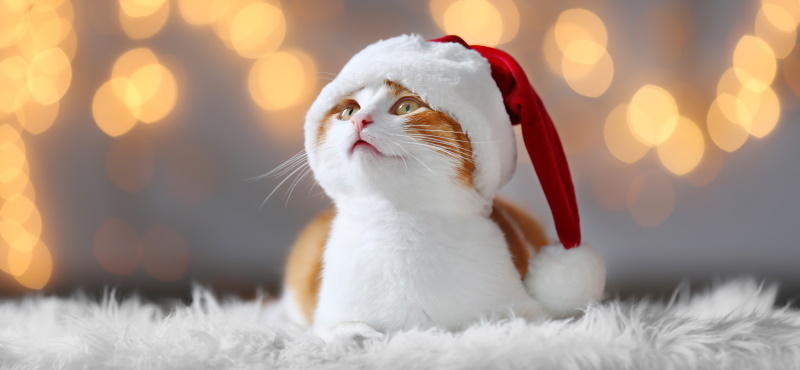 Что подарить кошке на Новый Год