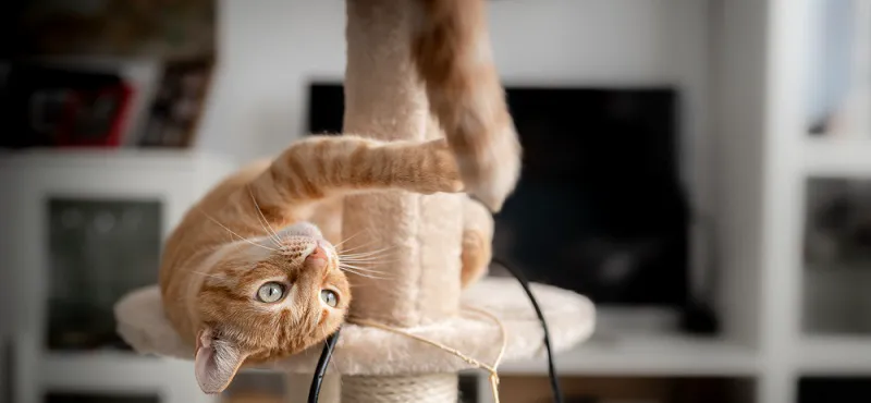 Почему котенок кусается при ласке: причины и способы решения