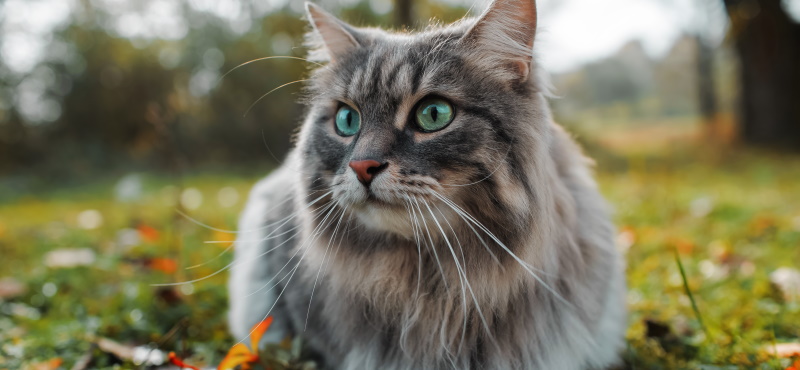 Сибирская кошка: описание, характер, содержание