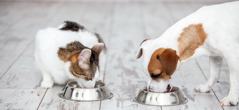 Корм Grandin для собак и кошек: мнение ветеринаров