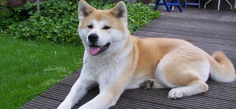 Порода собак хатико символ японии