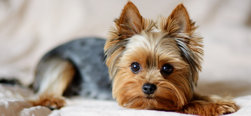 Маленькие породы собак для квартиры короткошерстные не линяющие с названиями породы