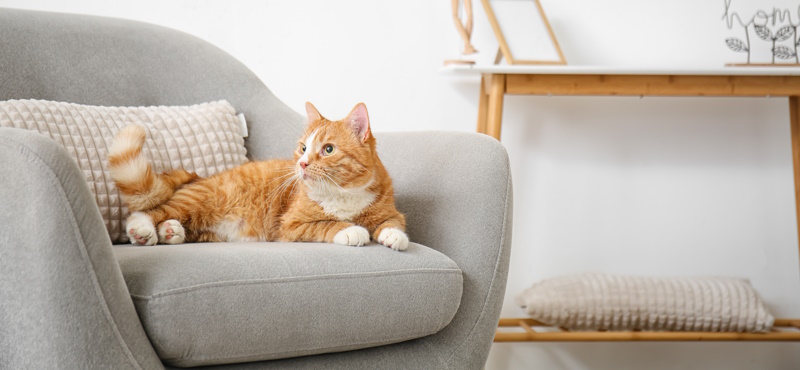 Что нужно кошке для комфортной жизни?