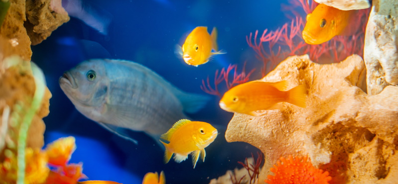 Как оставить аквариум и рыб на время отпуска