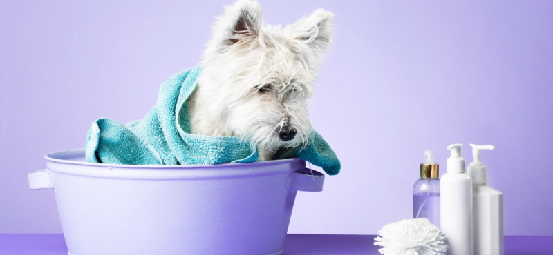 Как помыть собаку в домашних условиях