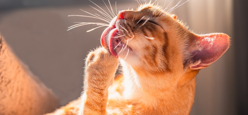 Вредно ли, что кошки едят свою шерсть
