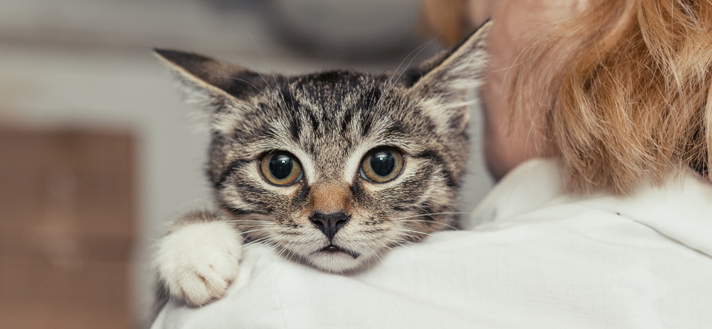 Как взять кошку из приюта: что нужно знать
