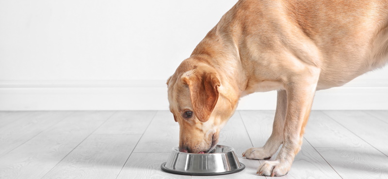 Диета для собак: здоровое питание