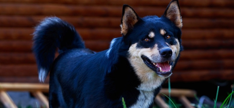 Восточносибирская лайка – порода собак