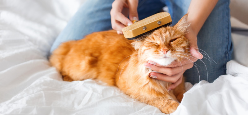Как подстричь кошку