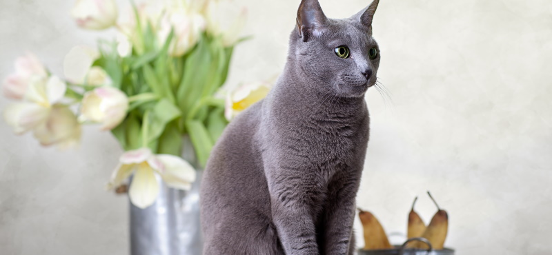 Русская голубая – порода кошки