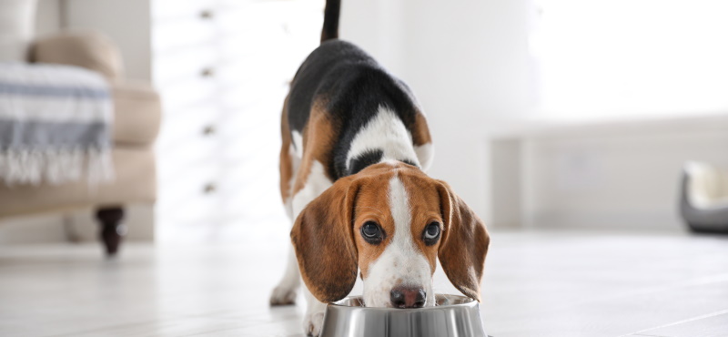 Особенности кормления собак мелких пород