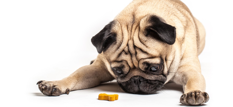 Натуральные и гипоаллергенные лакомства для собак