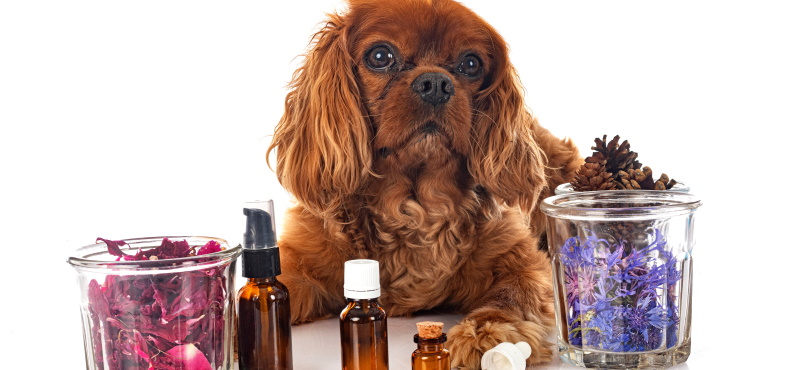 Глистогонные препараты для собак мелких пород перед прививкой какие лучше