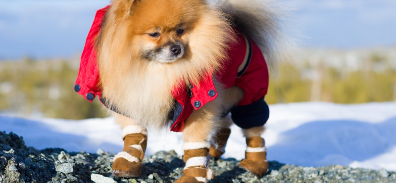 Ботинки непромокаемые для собак крупных пород