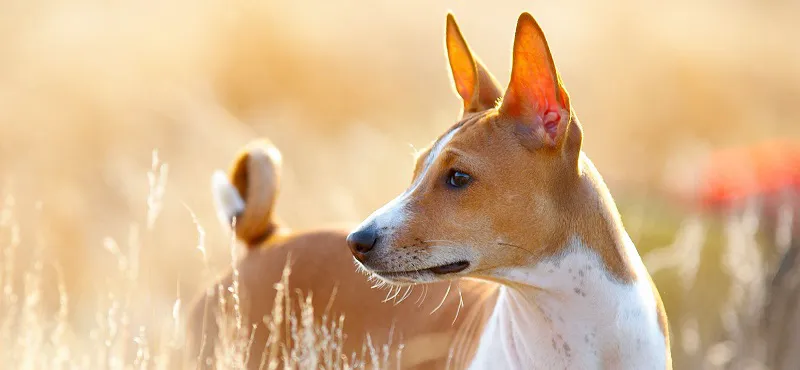 Африканская басенджи - порода собак