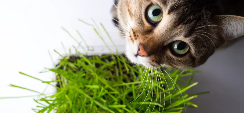 Трава для кошек: какую можно давать
