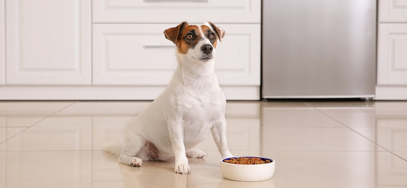Чем кормить кастрированную собаку?