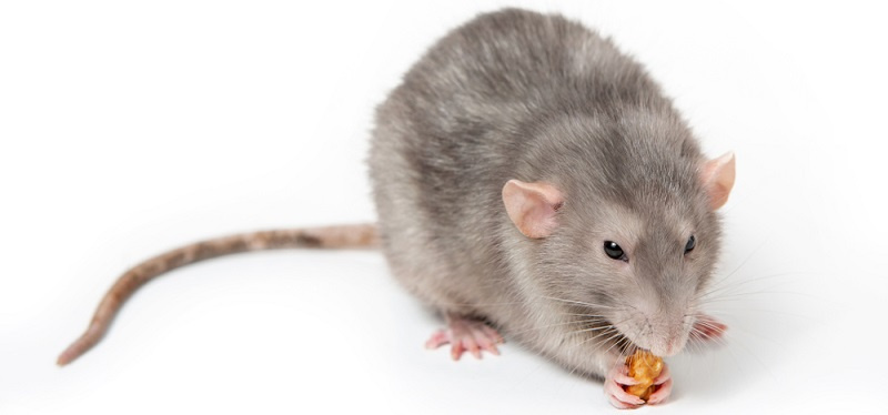 Основные принципы кормления крыс