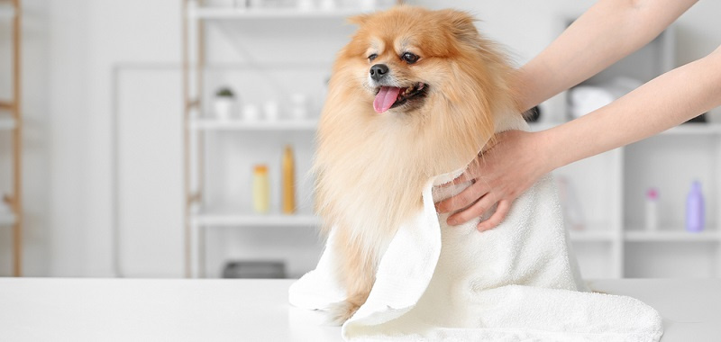 Шампунь для собак: какой купить и как мыть