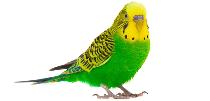 Узнайте о специфике содержания попугаев: