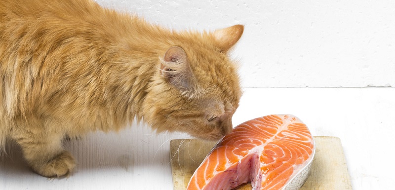 Можно ли кормить кошку рыбой? Правда и мифы