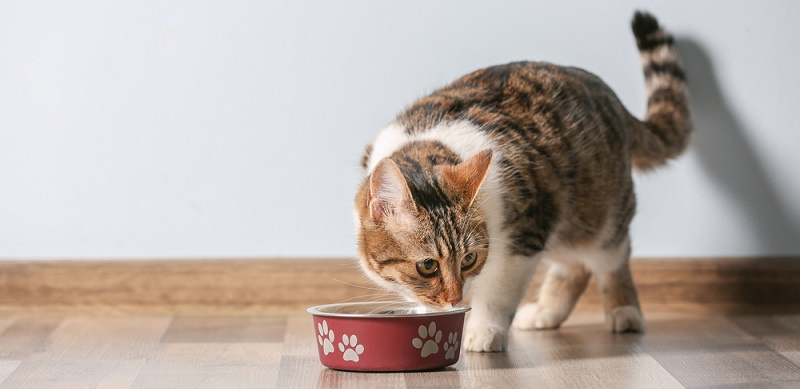 Корм для кошек проплан ветеринарная диета уринари для кошек