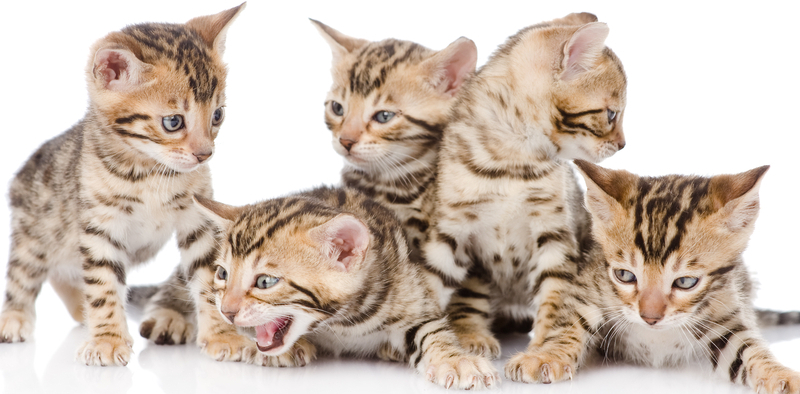 Характеристика бенгальской породы кошек - описание, характер, фото, отзывы,  особенности ухода