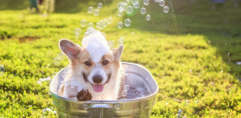 Шампунь для собак: какой купить и как мыть