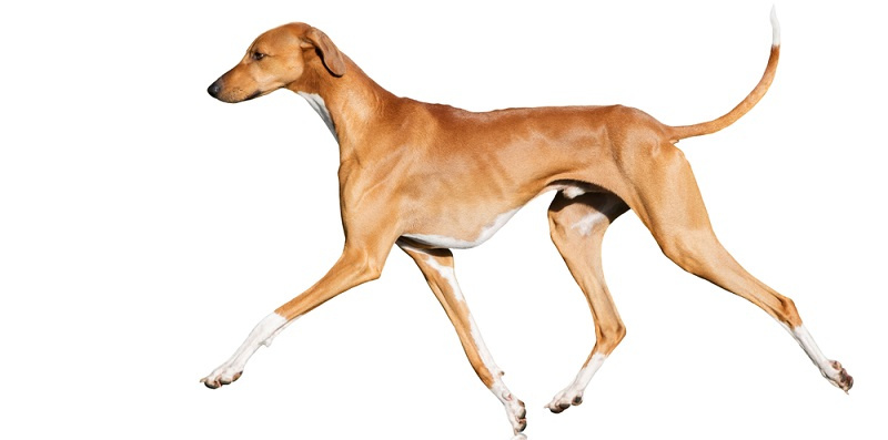 Азавак - порода собак