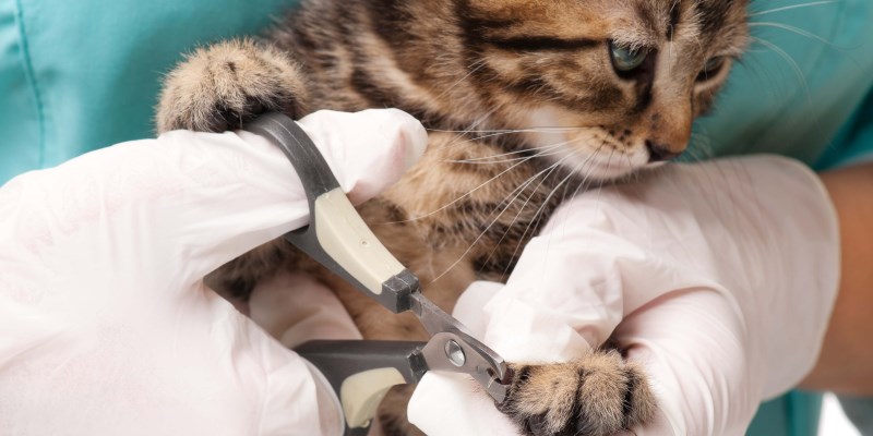 Как правильно стричь когти кошке и коту в домашних условиях?